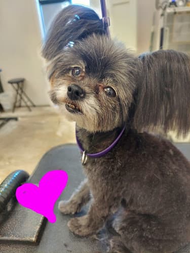 Dog Grooming Best in show grooming Indio