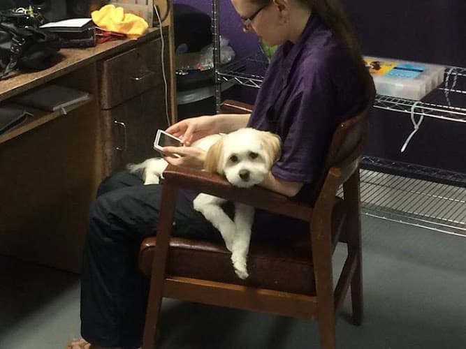 Dog Grooming Best Paw Forward Pet Grooming Roseville