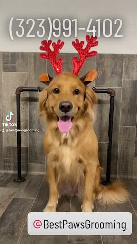 Dog Grooming Best Paws Grooming Los Angeles