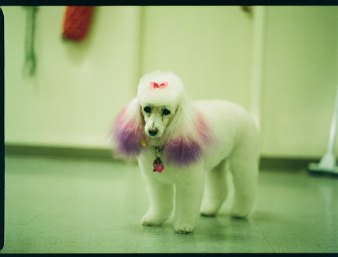 Dog Grooming Bev's dog grooming Anchorage