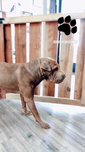 Dog Grooming Bien Perro Dog Grooming Chula Vista