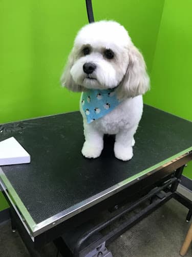 Dog Grooming Blackhawk Grooming Livermore
