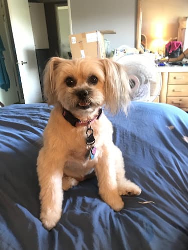 Dog Grooming Blue Dogs Grooming San Marcos