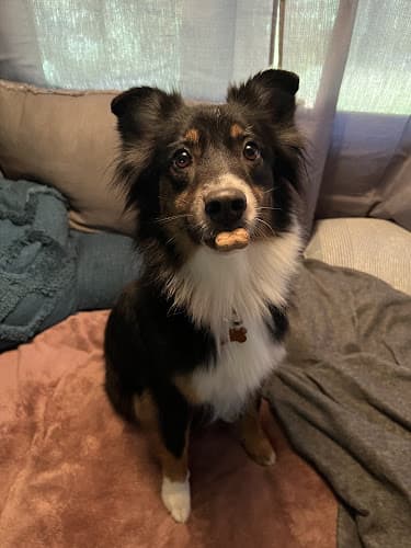 Dog Grooming Blue Ribbon Pet Grooming Eugene