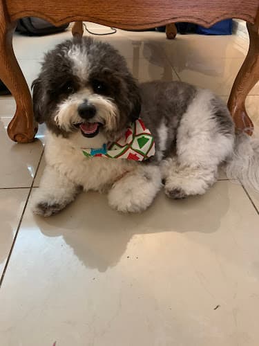 Dog Grooming Blue Ribbon Pet Grooming Orange