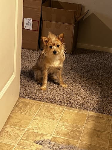 Dog Grooming Bobby's Bubbles Pet Grooming Vancouver