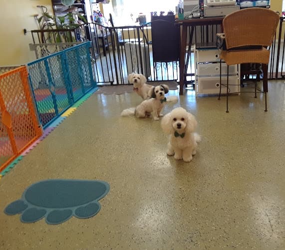 Dog Grooming Bobos Pet Grooming, DayCare & Boutique Los Angeles