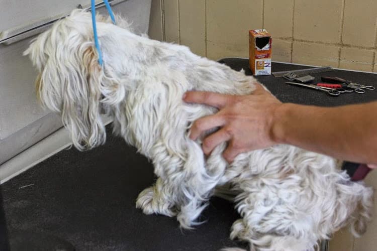 Dog Grooming Bonita Dog Grooming Chula Vista