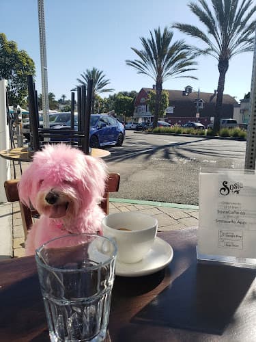 Dog Grooming Bow Wow Boutique Carson