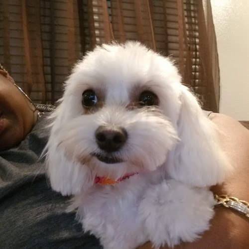 Dog Grooming Bow Wow Groomers Garden Grove