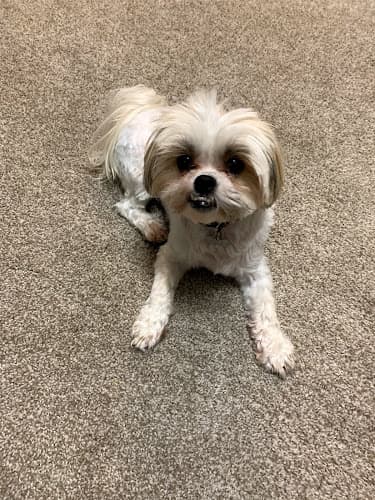 Dog Grooming Bow Wow Grooming Boutique Portland