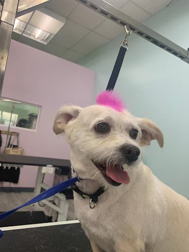 Dog Grooming Bow Wow Grooming Ventura Santa Paula Oxnard Ventura