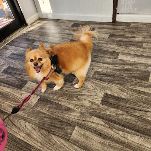 Dog Grooming Bows and Biscuits Grooming Treats Boutique Everett