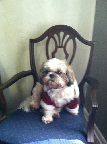 Dog Grooming Bowsers South Grooming Salem