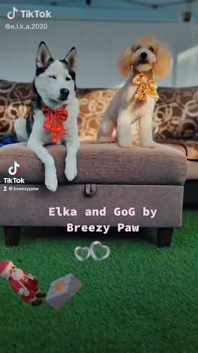 Dog Grooming Breezy Paw Mobile Grooming Burbank