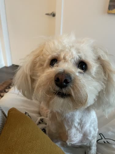 Dog Grooming Broadway Grooming Clinic & school Oakland