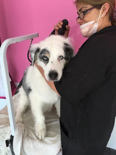 Dog Grooming Brush & Pupps Grooming Pomona