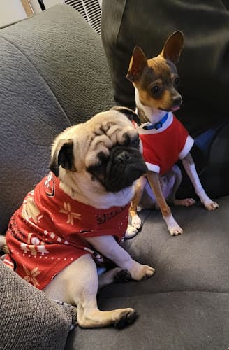 Dog Grooming Bubble Dog Pet Grooming West Covina