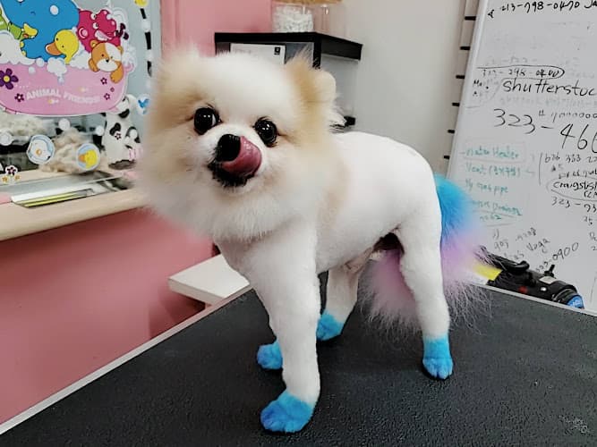 Dog Grooming Bubbles Dog Grooming Los Angeles