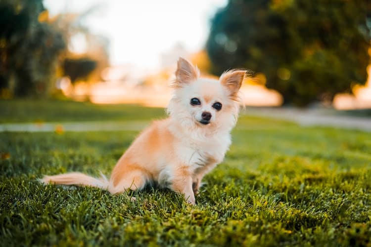 Dog Grooming Buddy's Pet Grooming Orange