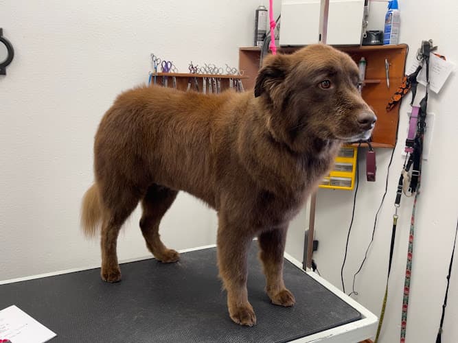 Dog Grooming Butlers Pet Grooming Beaverton