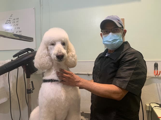 Dog Grooming Button Nose Pet Supply and Grooming Inglewood