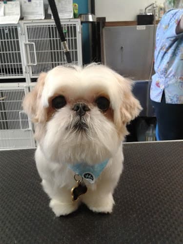 Dog Grooming Buzz's Grooming & More Carson