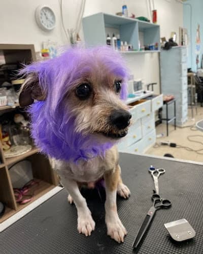 Dog Grooming Cafe le Groom El Cajon