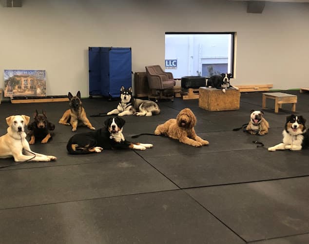 Dog Grooming California K9 Solutions® (Cali K9®) Dog Training San Jose