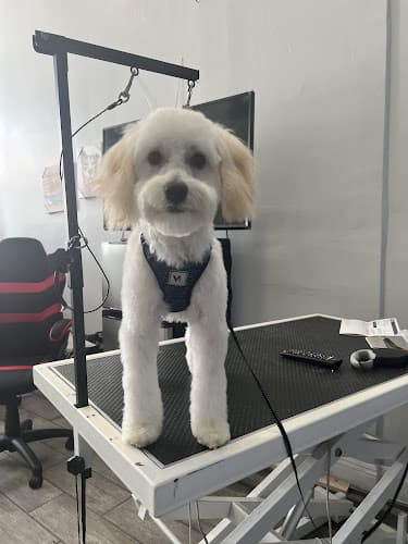 Dog Grooming Calis Pet Grooming Los Angeles