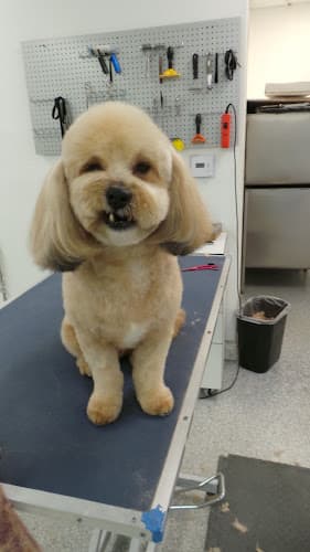 Dog Grooming Cali's Pet Grooming Mission Viejo