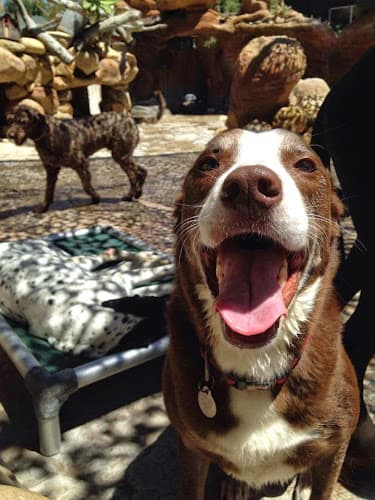 Dog Grooming Camp Canine Santa Barbara
