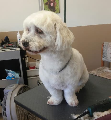 Dog Grooming Canine Clips Dog Grooming El Cajon