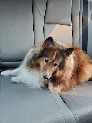 Dog Grooming Canine Corner Pet Grooming Clovis