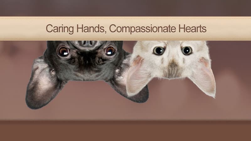 Dog Grooming Carmel Mountain Ranch Veterinary Hospital San Diego