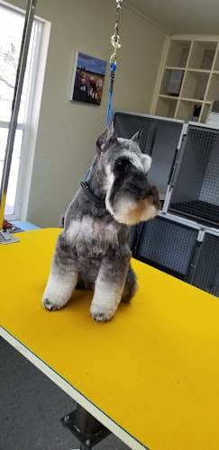 Dog Grooming Carol Dark Grooming Bend