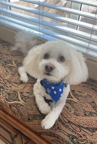 Dog Grooming Carousel Pet Grooming Rancho Cucamonga