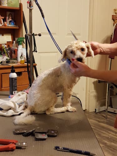 Dog Grooming Cathy's Paws & Claws Pet Grooming Clovis