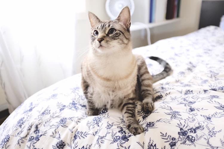 Dog Grooming Cats In The City Portland