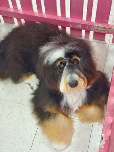 Dog Grooming CDM Dog Grooming Costa Mesa