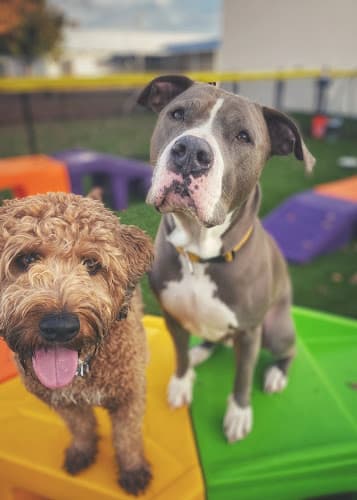 Dog Grooming Central Bark Bend