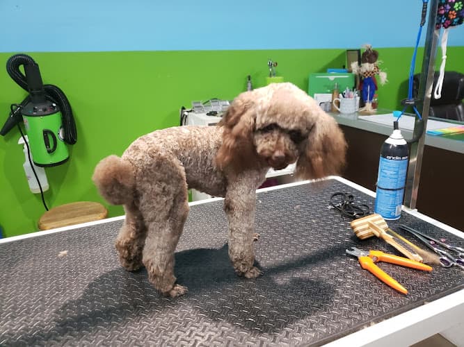 Dog Grooming Central Bark Pet Grooming Vallejo