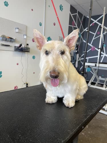 Dog Grooming Central Oregon Pet Grooming Bend