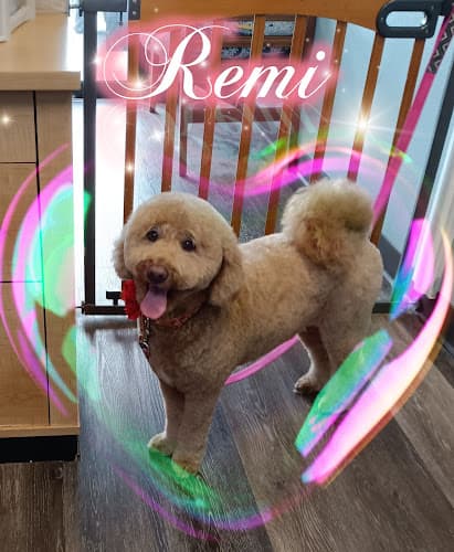 Dog Grooming Charisma Dog Grooming Tacoma