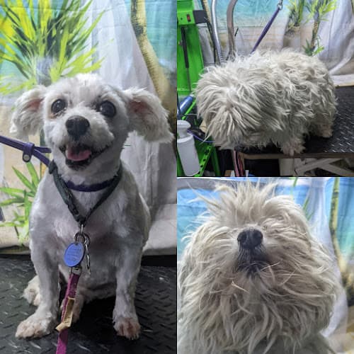 Dog Grooming Charlene's Dog Spa Sacramento