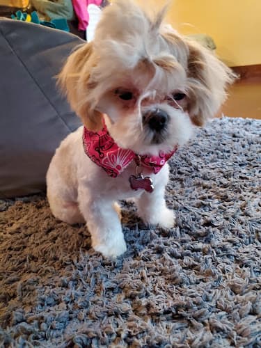 Dog Grooming Charlene's Quality Pet Groom Carlsbad