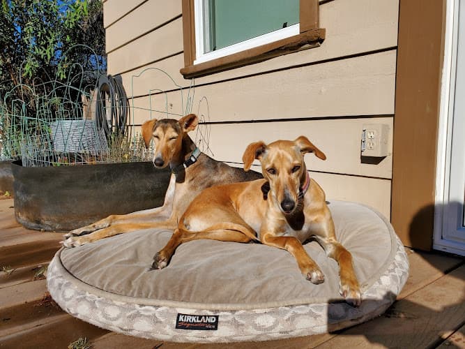 Dog Grooming Chez Jeanne Dog and Cat Grooming Santa Rosa