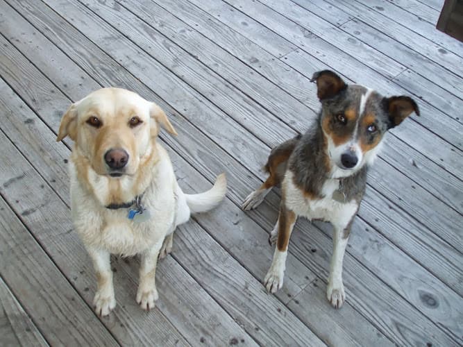 Dog Grooming Chico Paws and Claws Chico