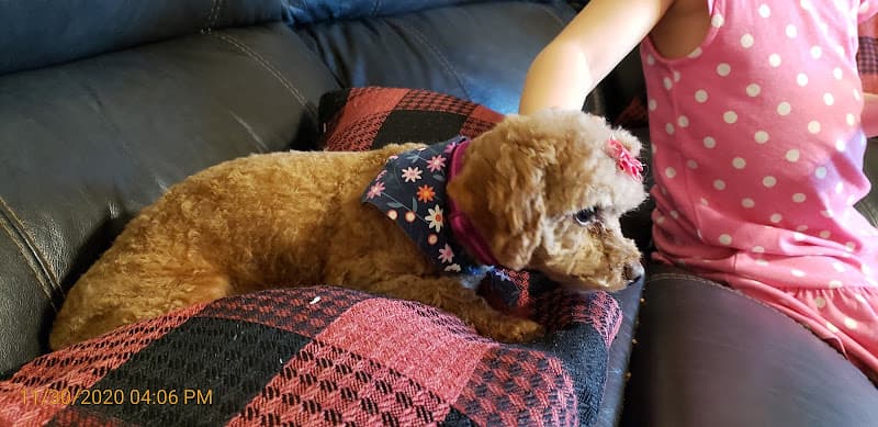 Dog Grooming Chino Hills Pet Grooming Rialto