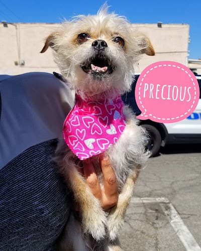 Dog Grooming Christina's Dog Grooming El Monte